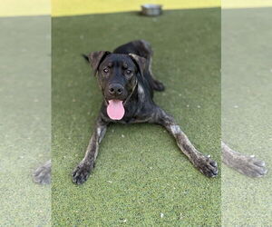 Shepradors Dogs for adoption in Beverly Hills, CA, USA