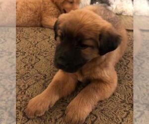 Golden Shepherd Dogs for adoption in McKinney, TX, USA