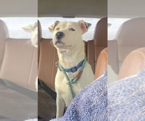 Boxer-Unknown Mix Dogs for adoption in Aurora, IN, USA