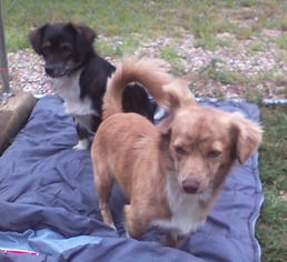 Papshund Dogs for adoption in Pawtucket, RI, USA