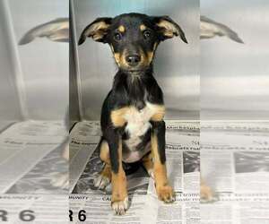 Labrador Retriever-Unknown Mix Dogs for adoption in Brewster, NY, USA