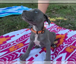 Labrador Retriever-Unknown Mix Dogs for adoption in The Woodlands, TX, USA