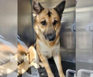 German Shepherd Dog-Unknown Mix Dogs for adoption in San Antonio, TX, USA