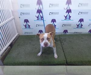 American Pit Bull Terrier Dogs for adoption in Orlando, FL, USA