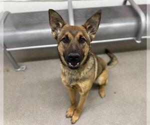 Mutt Dogs for adoption in HESPERIA, CA, USA