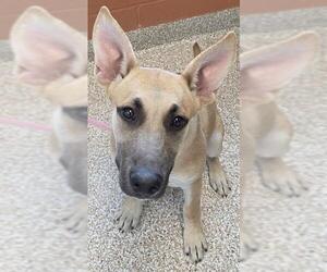German Shepherd Dog-Unknown Mix Dogs for adoption in Pueblo, CO, USA