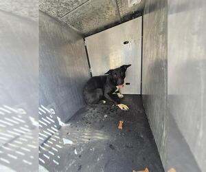 German Shepherd Dog-Unknown Mix Dogs for adoption in San Antonio, TX, USA