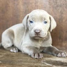 Labrador Retriever Dogs for adoption in Fredericksburg, TX, USA