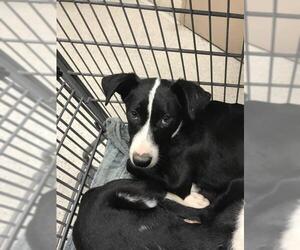 American Staffordshire Terrier Dogs for adoption in Conroe, TX, USA