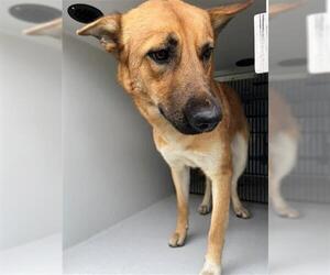 German Shepherd Dog-Unknown Mix Dogs for adoption in Houston, TX, USA