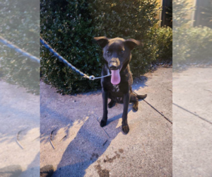 Border Collie Dogs for adoption in Mt. Laurel, NJ, USA