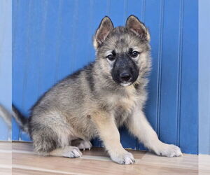 German Shepherd Dog-Unknown Mix Dogs for adoption in Lakewood, CO, USA