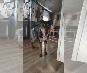 Mutt Dogs for adoption in New London, WI, USA