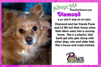 Pomeranian Dogs for adoption in Bealeton, VA, USA