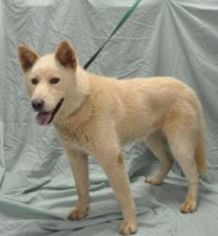 German Shepherd Dog Dogs for adoption in Forrest City, AR, USA