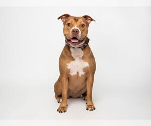 American Pit Bull Terrier-Unknown Mix Dogs for adoption in Santa Cruz, CA, USA