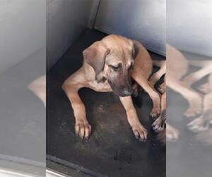 Black Mouth Cur-Unknown Mix Dogs for adoption in Texas City, TX, USA