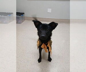 Borador Dogs for adoption in Fairbanks, AK, USA