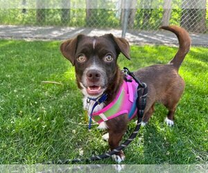 Dachshund-Spaniel Mix Dogs for adoption in Sandy, UT, USA