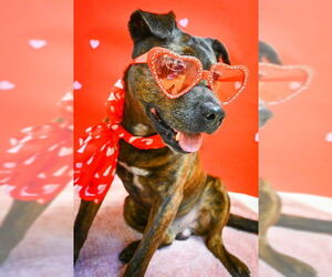 Chinese Shar-Pei-Unknown Mix Dogs for adoption in Sacramento, CA, USA