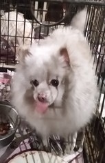 Pomeranian Dogs for adoption in Silverlake, WA, USA