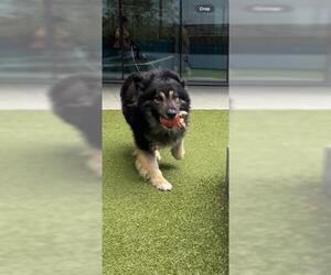 German Shepherd Dog Dogs for adoption in San Martin, CA, USA