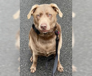 Labrador Retriever Dogs for adoption in Griffin, GA, USA