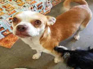 Boston Huahua Dogs for adoption in San Martin, CA, USA