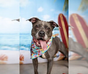 Mutt Dogs for adoption in Minneapolis, MN, USA