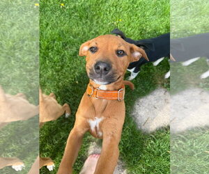 Labrador Retriever-Unknown Mix Dogs for adoption in New London, WI, USA