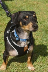 Dachshund Dogs for adoption in Gulfport, MI, USA