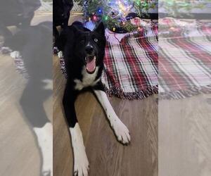 Border Collie-Siberian Husky Mix Dogs for adoption in Highland, IL, USA
