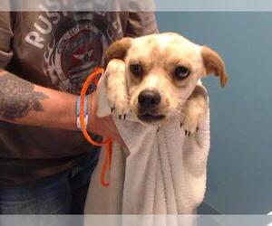 Chug Dogs for adoption in Houston, TX, USA