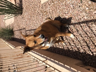 Lab-Pointer Dogs for adoption in Phoenix, AZ, USA