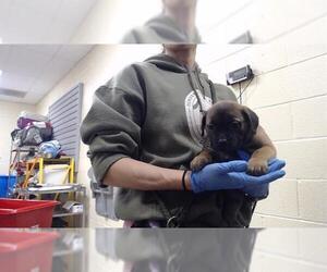 Mutt Dogs for adoption in Denver, CO, USA