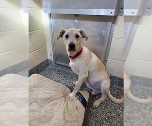 Labrador Retriever-Unknown Mix Dogs for adoption in Brewster, MA, USA