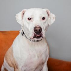 American Staffordshire Terrier-Unknown Mix Dogs for adoption in Mission Hills, CA, USA
