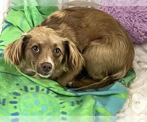 Dachshund-Unknown Mix Dogs for adoption in Orange, CA, USA