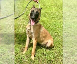 Mutt Dogs for adoption in Forestville, MD, USA