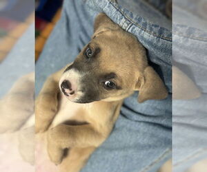 Borador Dogs for adoption in Lakewood, CO, USA