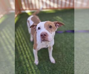 Mutt Dogs for adoption in Las Vegas, NV, USA