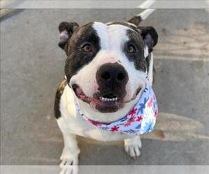 Mutt Dogs for adoption in Tulsa, OK, USA