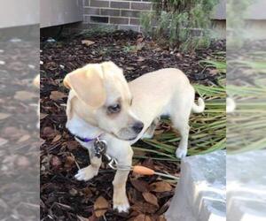 Chug Dogs for adoption in Livonia, MI, USA