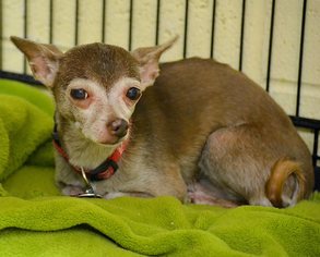 Chihuahua Dogs for adoption in Tuscumbia, AL, USA
