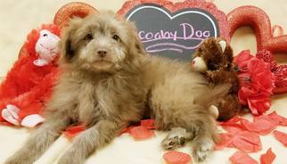 Medium Photo #1 Lhasa-Poo Puppy For Sale in Modesto, CA, USA