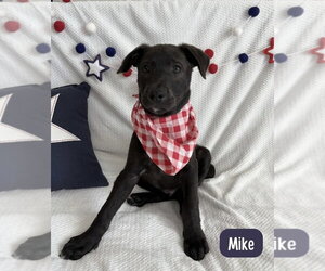 Labrador Retriever-Unknown Mix Dogs for adoption in Lakewood, CO, USA