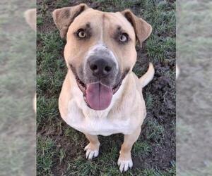 Labrador Retriever-Unknown Mix Dogs for adoption in Bakersfield, CA, USA