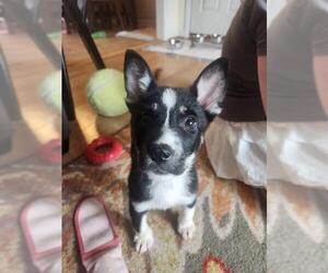 Border Collie-Unknown Mix Dogs for adoption in Raleigh, NC, USA