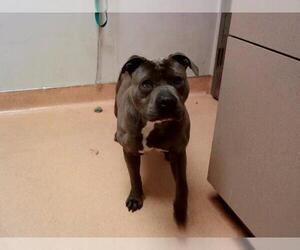 American Pit Bull Terrier Dogs for adoption in Martinez, CA, USA
