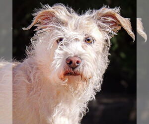 Mutt Dogs for adoption in Albuquerque, NM, USA